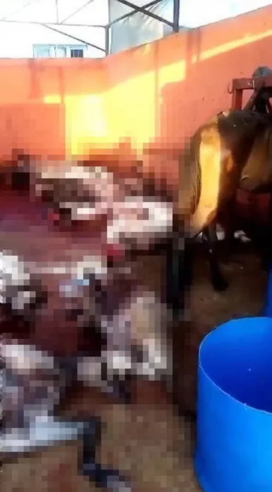 Adana’da 12 kesilmiş eşek bulundu! Mide bulandıran görüntüler!