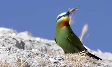 İlk defa Şanlıurfa’da görüntülendi! İlk defa Şanlıurfa’da görüntülendi!