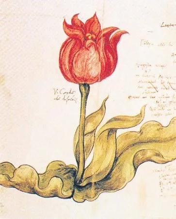 Hollandalilar Lale Soganlarini Pisirip Yemislerdi Erhan Afyoncu