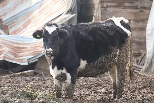 Karantina Altındaki Hayvanlar