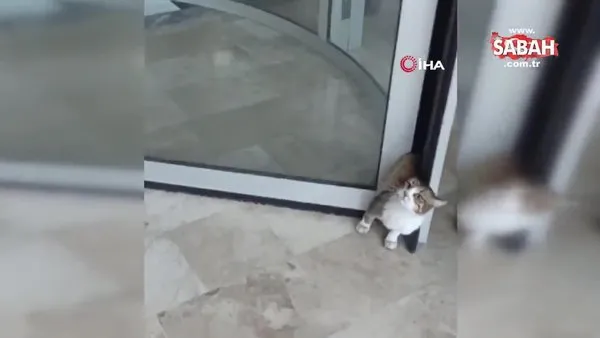 Döner kapıya sıkışan kediyi kurtarmak için görevliler alarma geçti