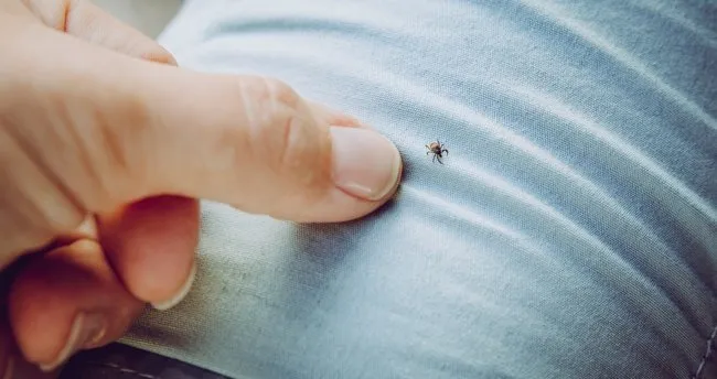 Kene ısırması belirtileri nelerdir? Kene ısırması ilk yardım ve