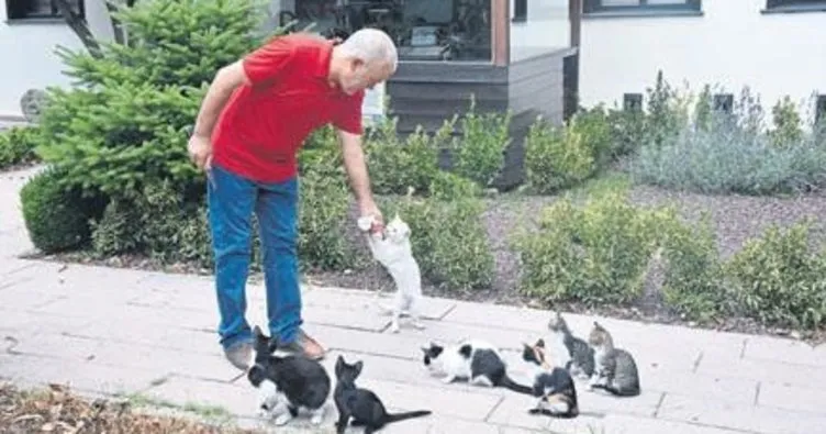 Gazeteciler cemiyeti kedilere sahip çıktı