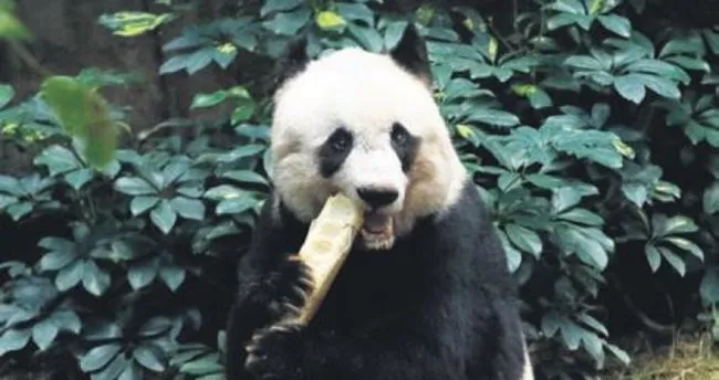 En yaşlı panda öldü
