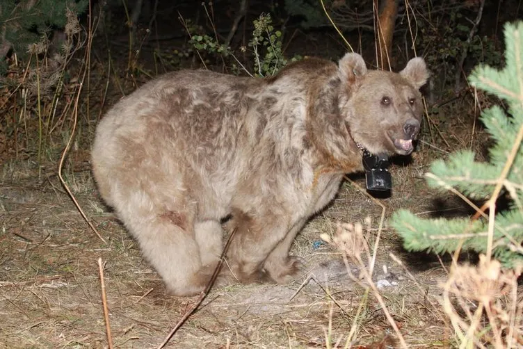 Dünyanın göç eden tek boz ayıları Sarıkamış’ta keşfedildi