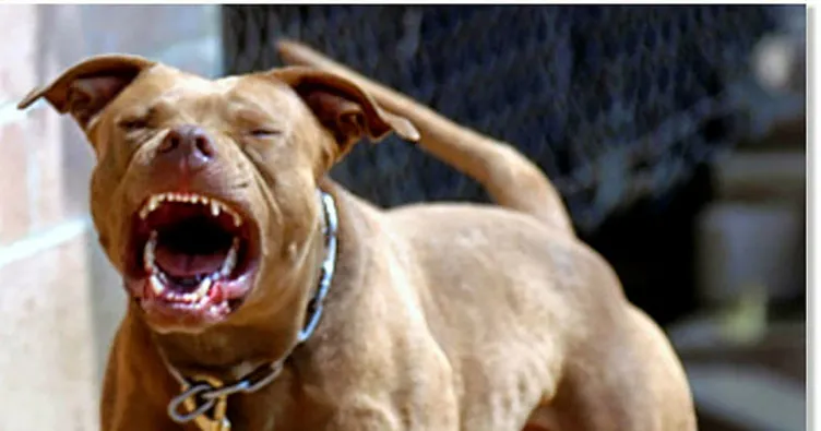 Pitbull besleyene 6 bin 306 lira ceza