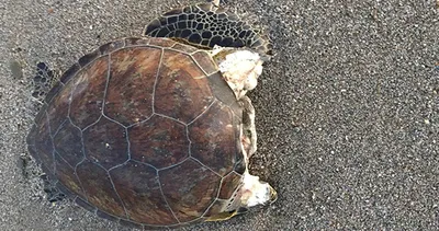 Alanya’da 4 caretta caretta ölü bulundu