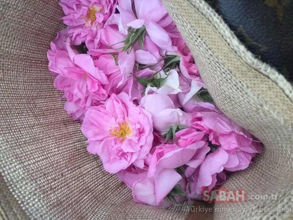 Pembe altına akın