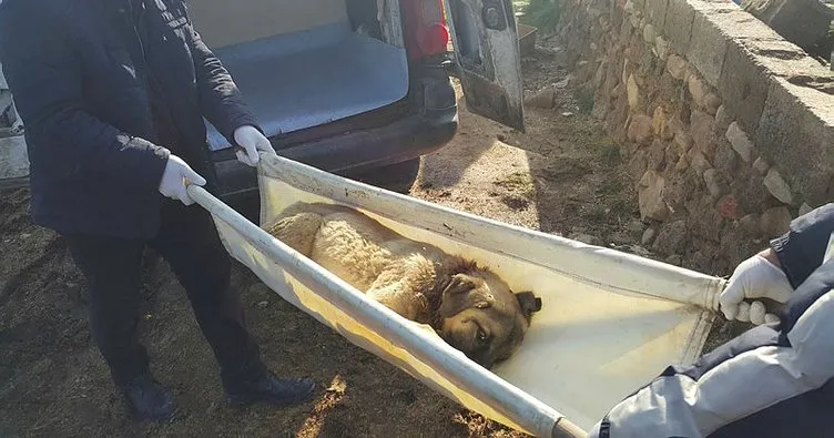 Gaziantep’te köpeği av tüfeğiyle vurdular