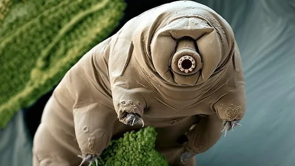 Dünyanın en dayanıklı canlısı: Tardigrad