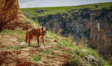 Adıyaman’da çizgili sırtlan görüntülendi