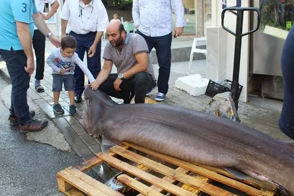 Marmara’dan 2 köpek balığı çıktı