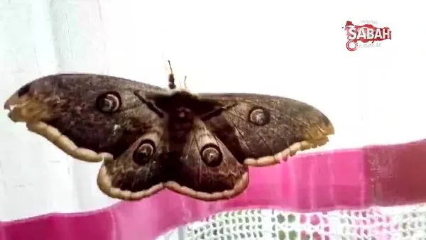 Osmaniye'deki görenleri şaşırtan dev kelebek | Video