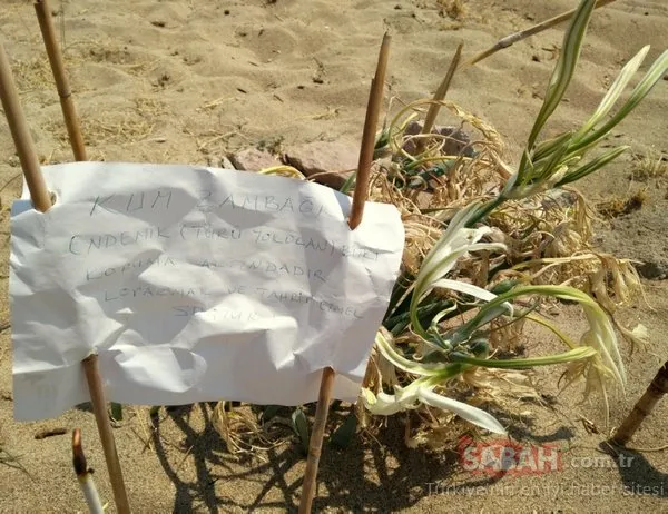Balıkesir Ayvalık'taki son zambakları mahalle sakinleri böyle koruyor