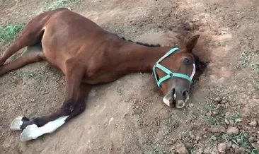 Şanlıurfa’da yarış atı ölümleri sürüyor