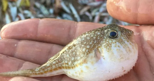 balon baligi nedir zehirli mi balon baligi yenir mi oldurucu etkisi nedir sayfa 2 son dakika haberler