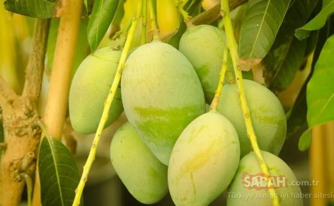 Tanesi 50 liraya satılan mango üreticinin yeni gözdesi