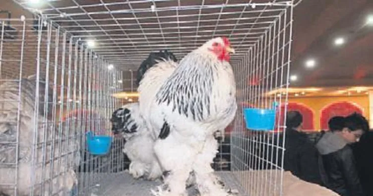 Araba parasına satılık tavuk!