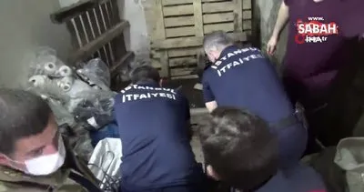 İstanbul’da 15 metrelik kuyuya düşen 2 yavru kedi koli yardımıyla böyle kurtarıldı