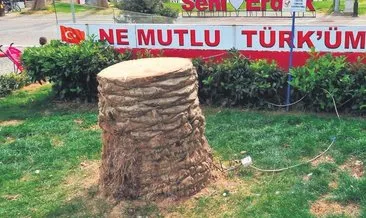 Balıkesir’de ağaç katliamı #balikesir