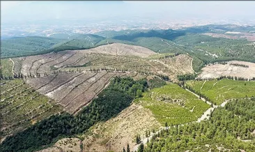 İzmir ve Manisa’ya 7 milyon fidan