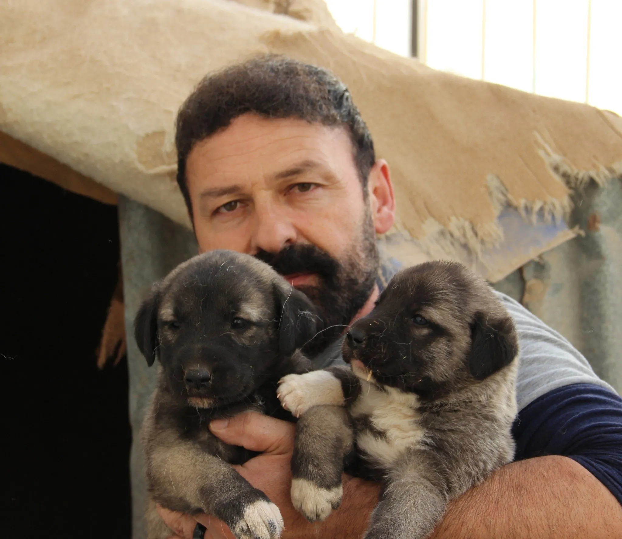 hazir sut kangal yavrularini olduruyor fotohaber yasam