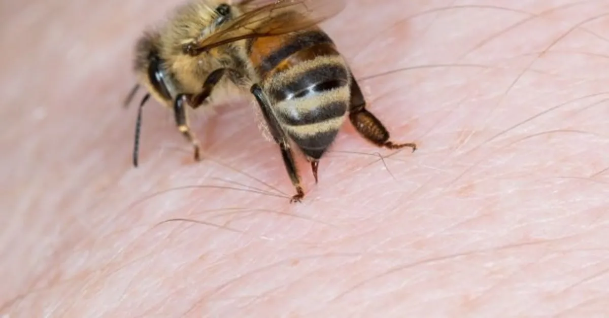 ari sokmasina ne iyi gelir ne yapilir