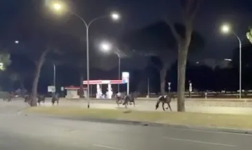 Roma’da gece yarısı at paniği