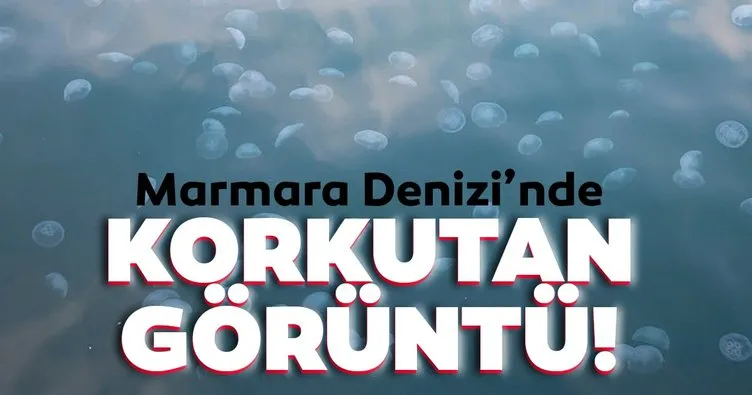 Son dakika: Marmara Denizi’nde korkutan görüntü! Denizanası sayısındaki artış ne anlama geliyor