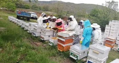 Erzincan’da kadınlar “Arı Sütü” üretecek