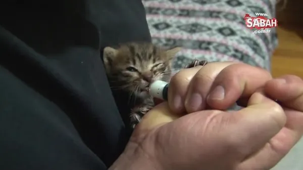 Bursa'da üç aylık genç anne sokakta bulduğu yavru kediyi kendi sütüyle besledi 