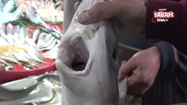 Elazığ'da balıkçının Norveç'ten getirttiği köpekbalığı dikkat çekti | Video