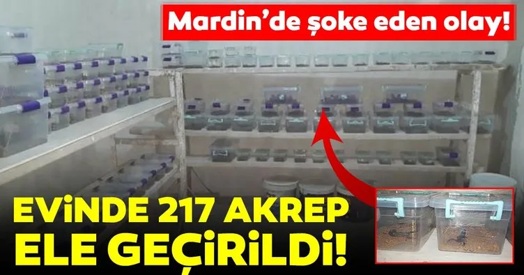 Mardin’de şoke eden olay! Evinde 217 akrep ele geçirildi