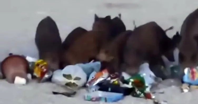 Dünyaca ünlü plajı domuz sürüsü bastı