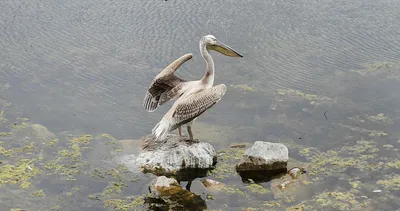 Beyşehir Gölü kuş cennetine döndü