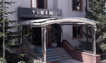 TİGEM 34 safkan Arap koşu tayı satacak