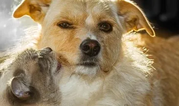 Çip taktırmamak için terk ediyorlar