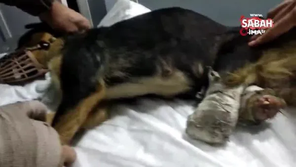 Edirne’de vahşet... 2 bacağı kesilmiş yavru köpek bulundu | Video