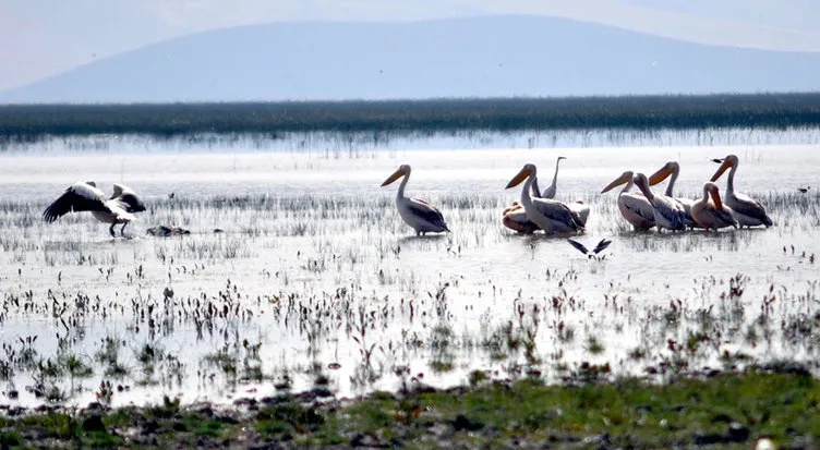 Pelikan ve flamingolar ziyaretçilerini bekliyor