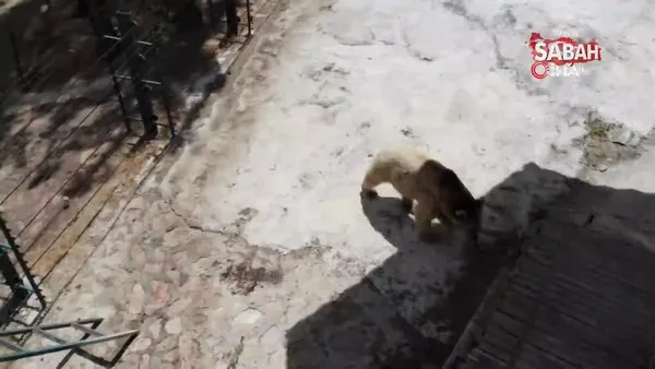 İlk defa drone gören ayılar böyle görüntülendi