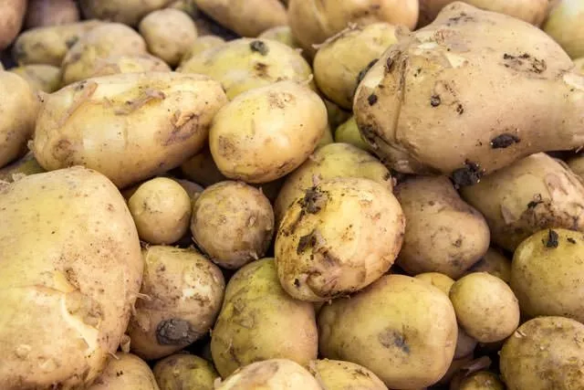 filizlenmis patates yenir mi fotohaber yasam