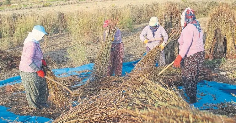 Susam ve fıstık üreticisine destek