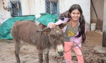 İşkence edilen eşek artık 10 yaşındaki Ecrin’e emanet