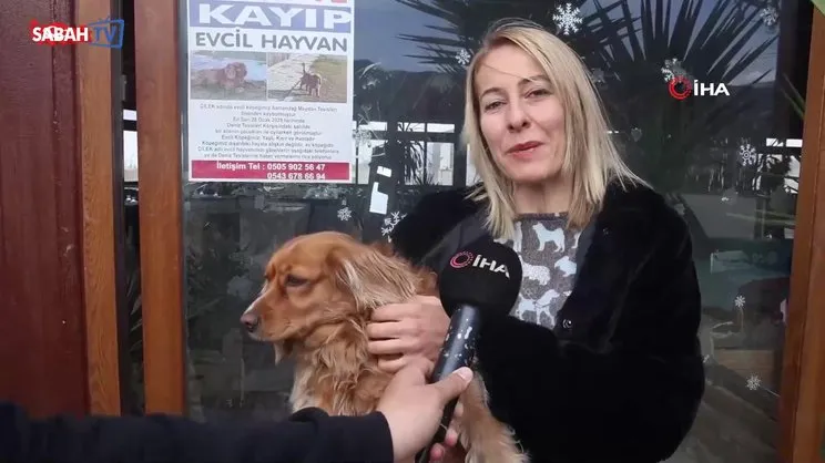 Kaybolan köpeğini getirene 40 bin TL ödül verecek | Video