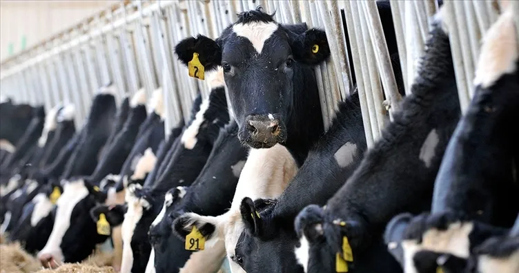 887 bin ton inek sütü toplandı