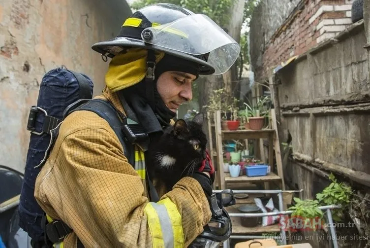 Rusya’da barınakta yangın: 300’den fazla kedi...