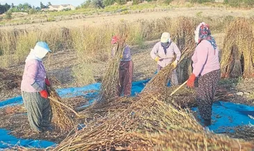 Susam ve fıstık üreticisine destek
