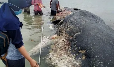 Ölü balinanın midesinden çıkanlar