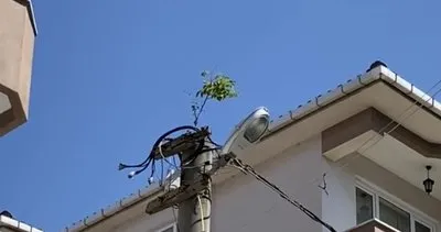 Doğa bir kez daha hayrete düşürdü: Elektrik direğinin tepesinde ağaç filizlendi #balikesir
