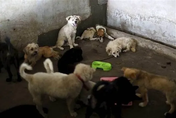 Tüm tepkilere rağmen 'köpek yeme festivali' başladı